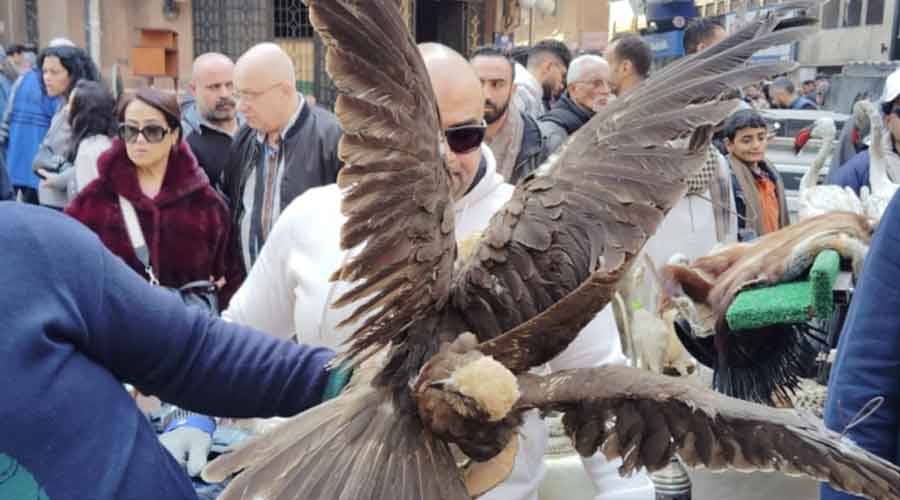 «البيئة المصرية» تشن حملة ضد الاتجار غير المشروع بالحيوانات