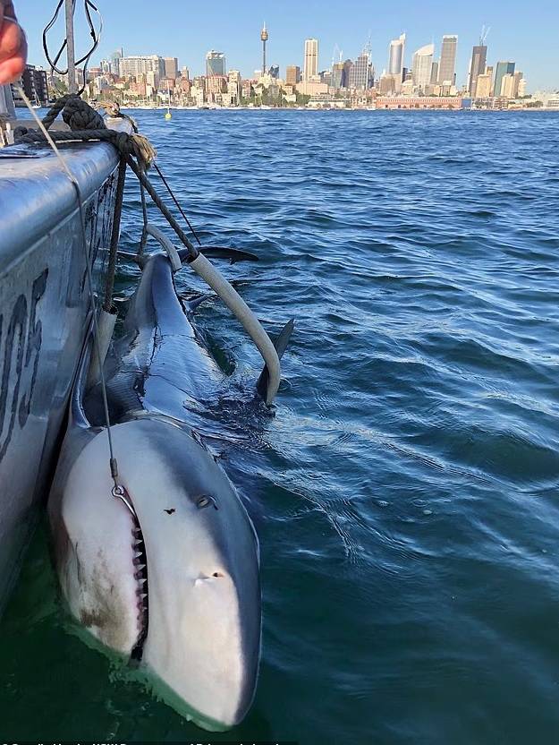 قرش «الثور»