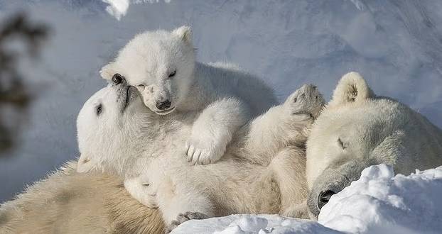 الصغيران يلهوان مع أمهما المنهكة