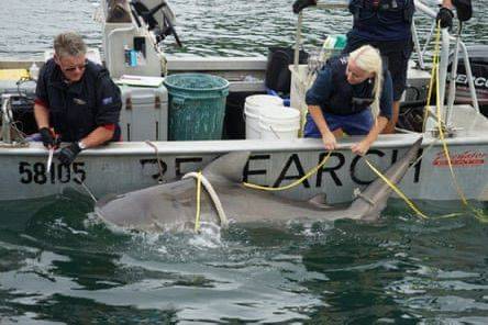 رعب في أستراليا: أسماك القرش «تغلق» شواطئ سيدني