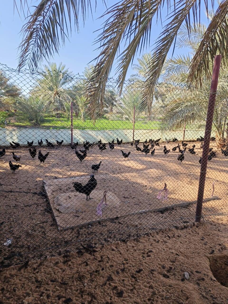 «لامبورجيني».. دجاج نادر في الإمارات