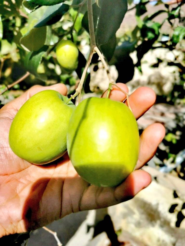 النبج.. ثمرة السدر