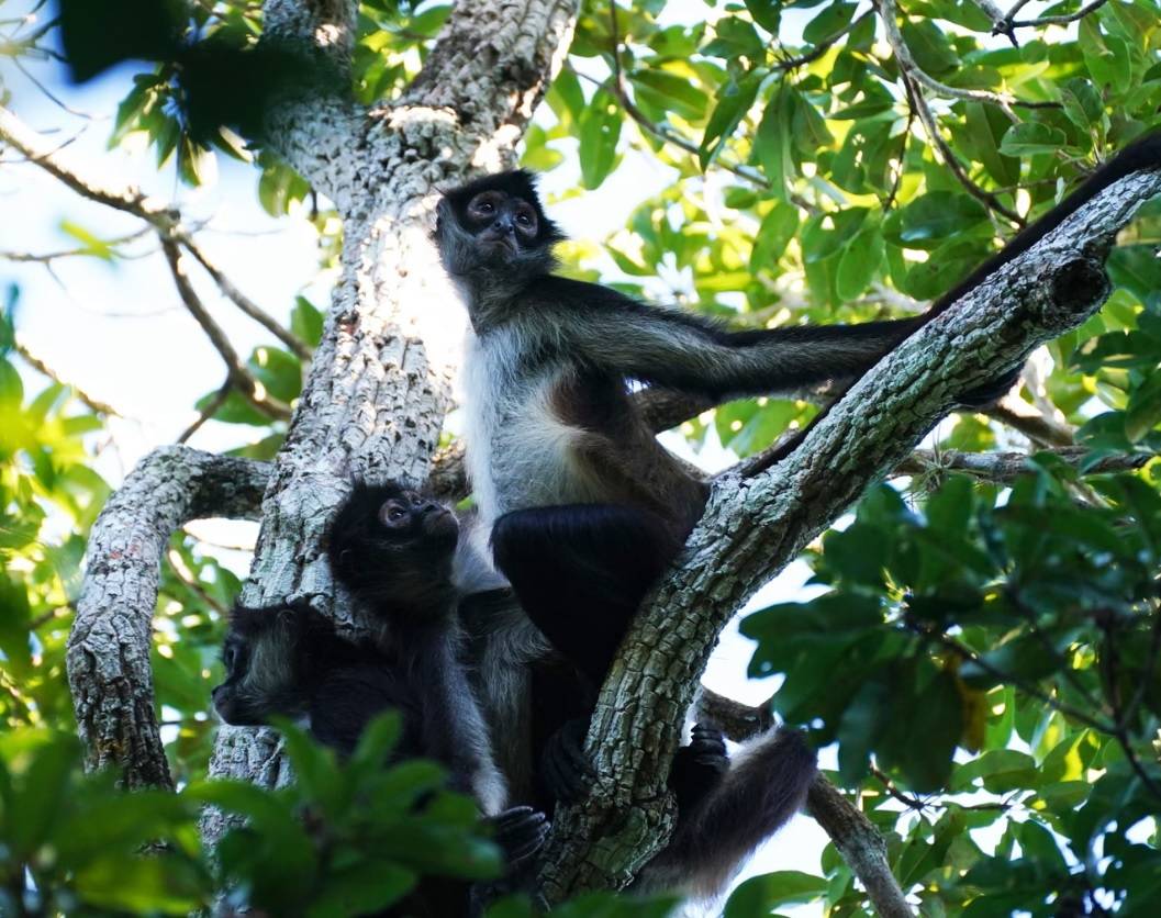 سعادين عنكبوتية