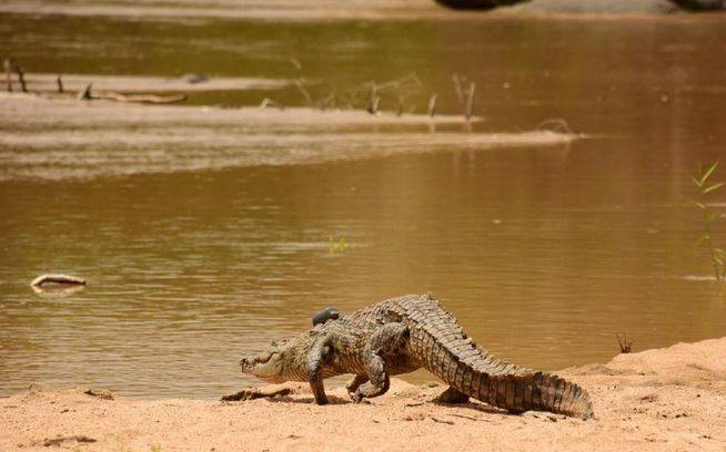 تماسيح تجتاح موزمبيق بعد فيضانات عارمة (فيديو)