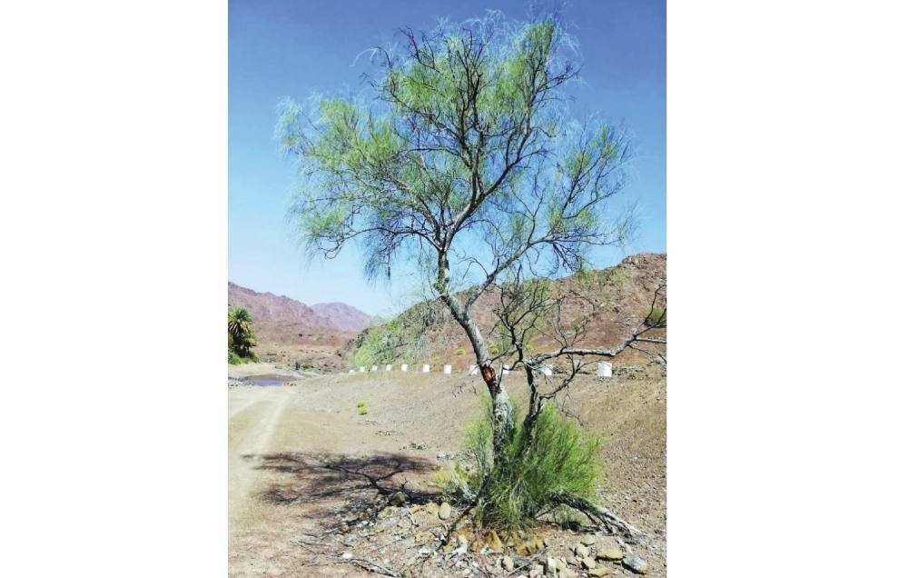 أشجار الإمارات.. دواء وغذاء وحياة