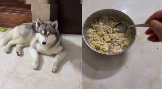 الكلب رافضا الطعام