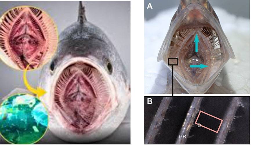 فلتر ألماني يزيل البلاستك من مياه الغسيل