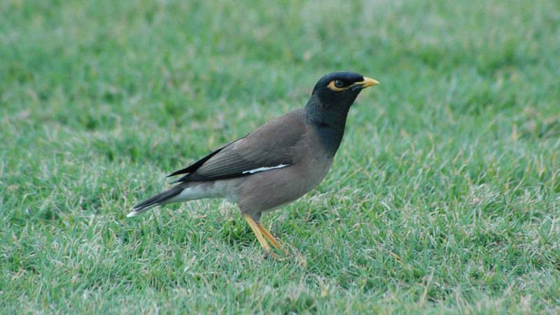 «بيئة أبوظبي»: الأنواع الدخيلة الغازية تؤثر في التنوع البيولوجي