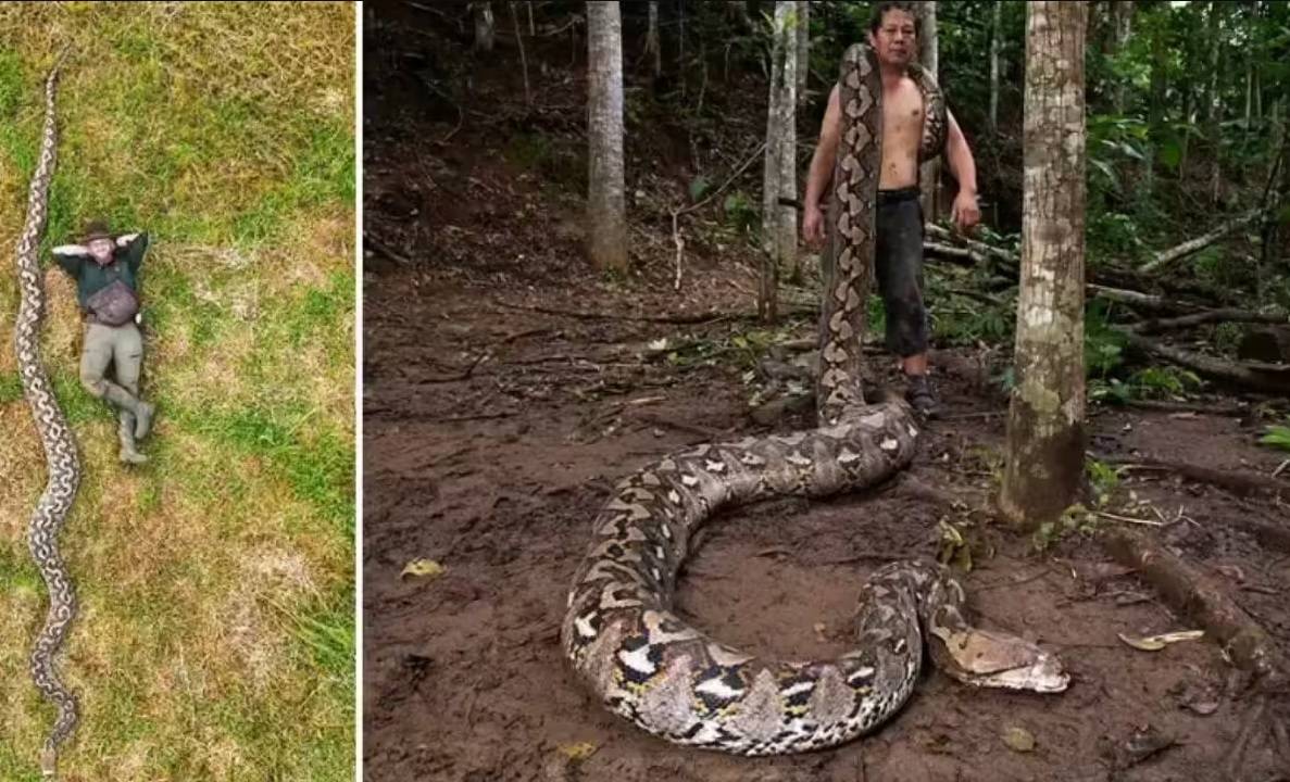 الناشط البيئي والمدرب المرخص مع الثعبان 