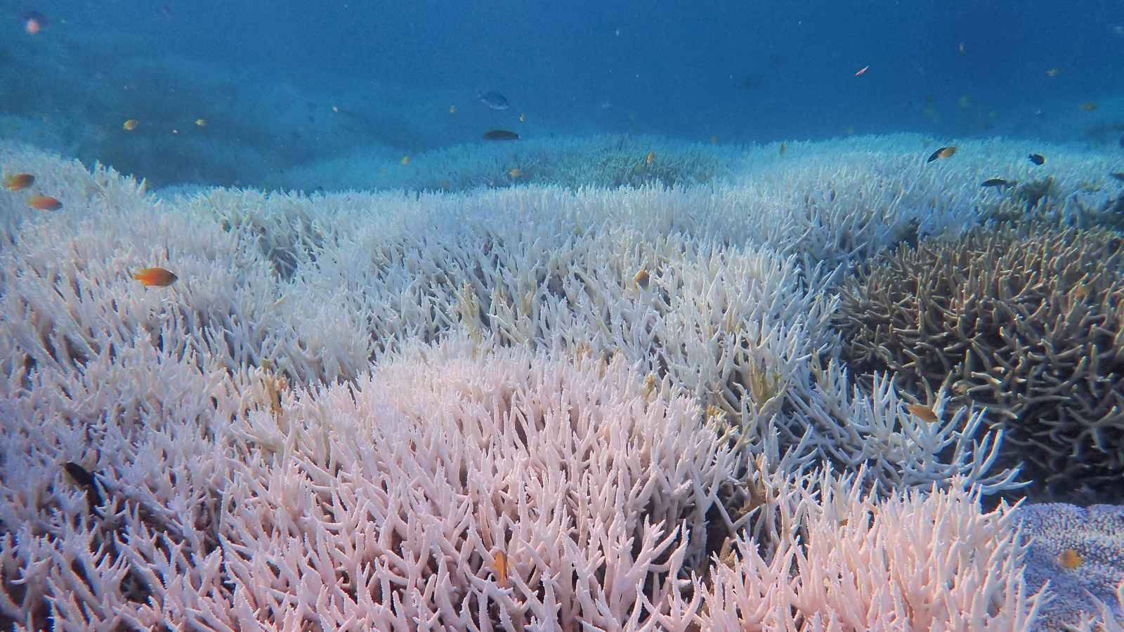 زيادة ظاهرة ابيضاض الشعاب المرجانية 