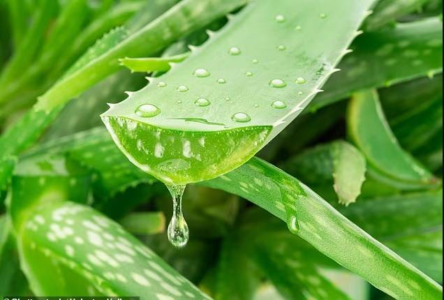 نبات الصبار