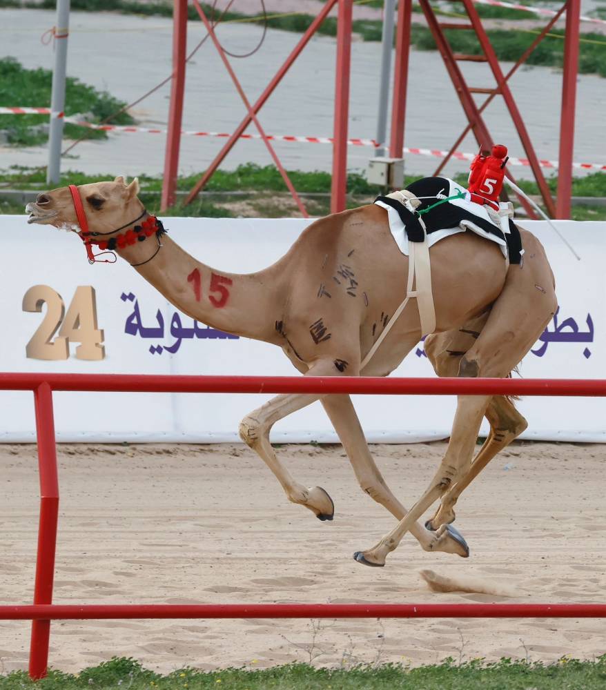 «هجن الرئاسة» تحصد سيف وخنجر بطولة الكويت للهجن