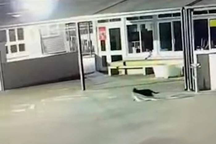 القطة تسرق منشفة وتهرب بها عبر ساحة اللعب