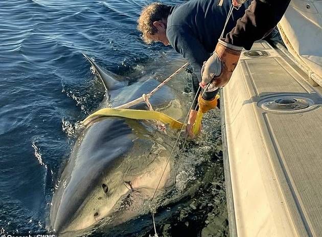 باحث يفحص كونتيندر الضخم