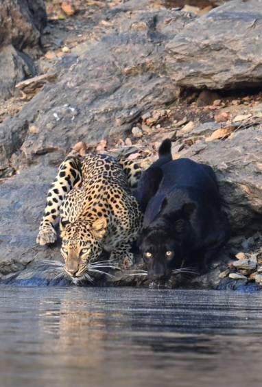 الفهد والنمر يرتويان سوياً