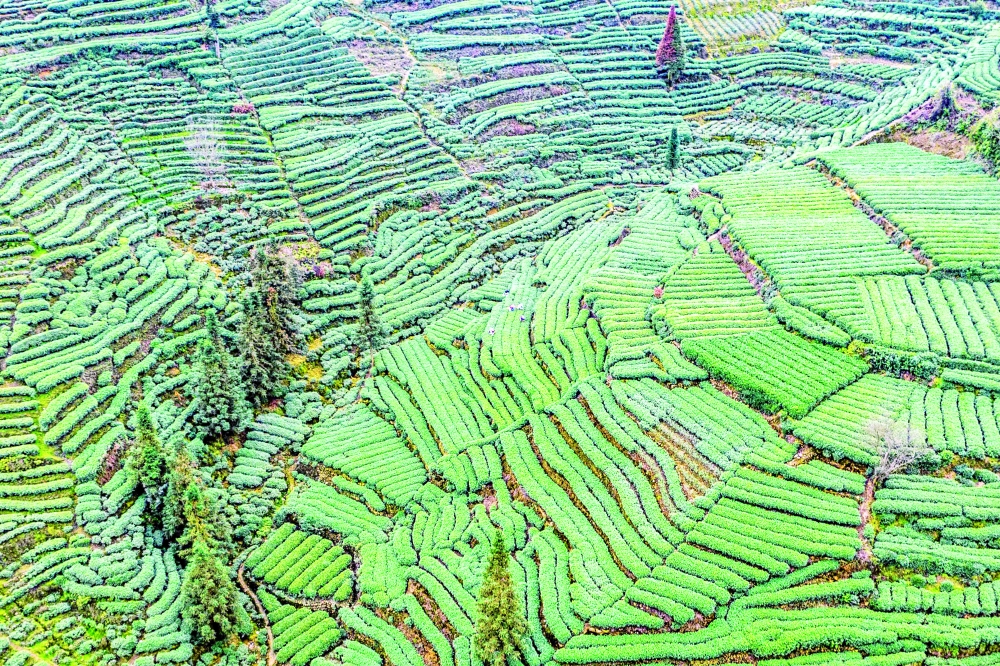 حقول الشاي في يآن بمقاطعة سيتشوان جنوب غرب الصين (أ.ف.ب)