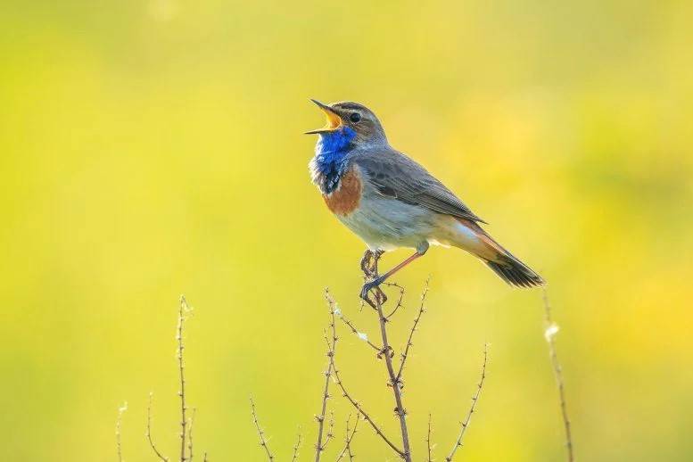 طائر يطلق صرخة تحذيرية