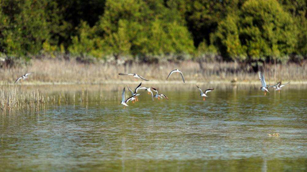 «بيئة أبوظبي» تطلق دليلاً لرصد النظم البيئية لأشجار القرم في الخليج