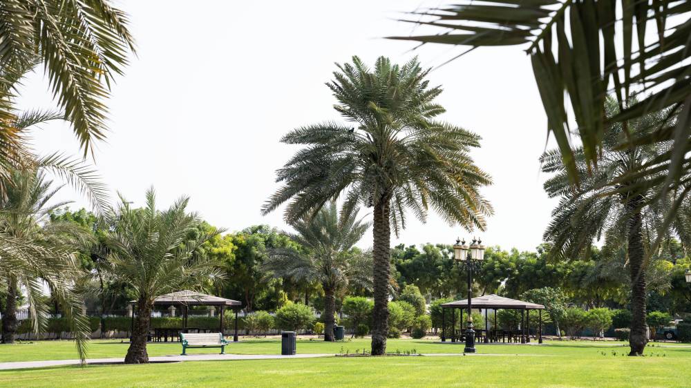 بلدية عجمان تعلن زراعة 5465 شجرة جديدة في 2025