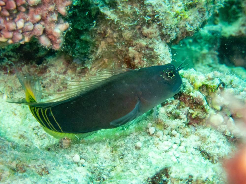 دراسة في «نيويورك أبوظبي» ترصد ضغطاً خفياً يواجه أسماك الشعاب