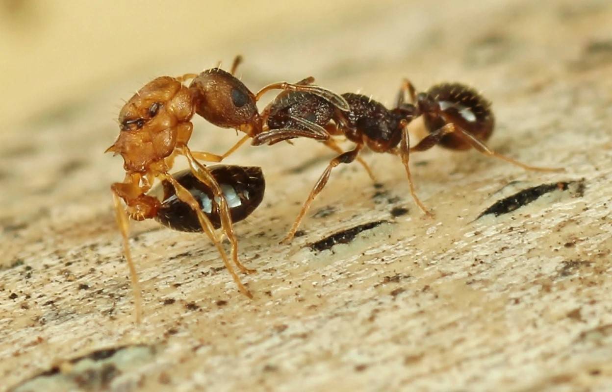 ملكة من نوع تيمنوثوراكس كينوموراي