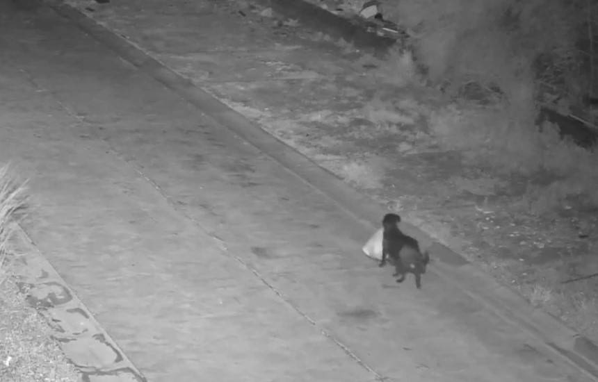 الكلب يحمل القمامة