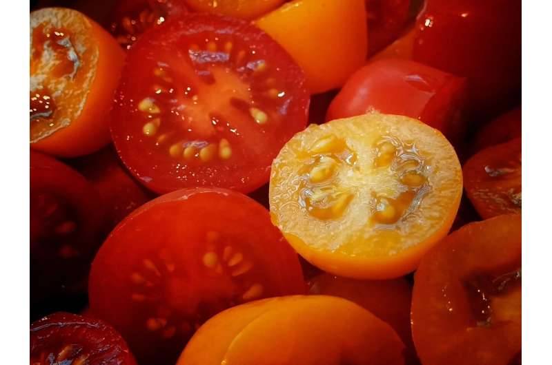 طماطم بمستويات قياسية من فيتامين «أ»