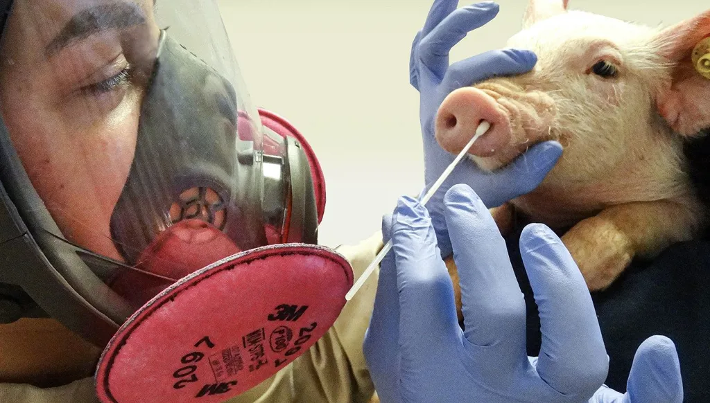 إسبانيا تبلغ «الصحة العالمية» باشتباه في انتقال إنفلونزا الخنازير بين البشر