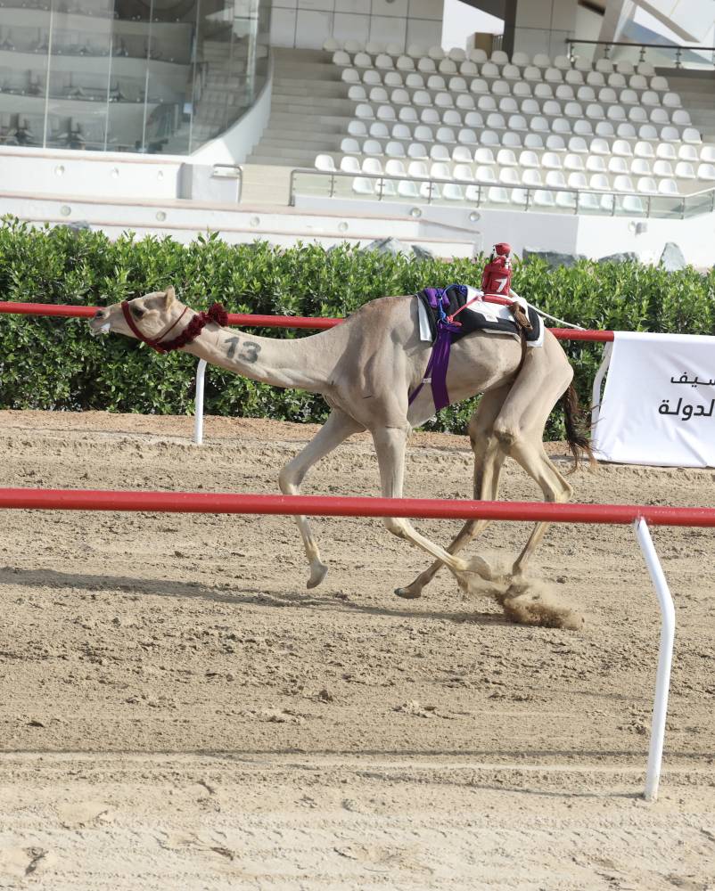 إحدى الهجن الفائزة تتجه إلى خط النهاية