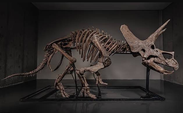 يبلغ طول الحيوان العاشب نحو 5 أمتار