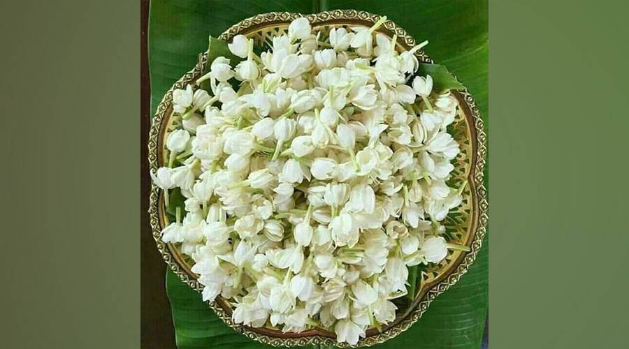 الياسمين.. جمال الرائحة وتنوع الاستخدام