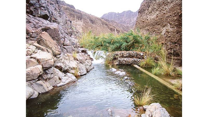 محمية وادي الوريعة.. محطة رئيسية في مسارات هجرة الطيور