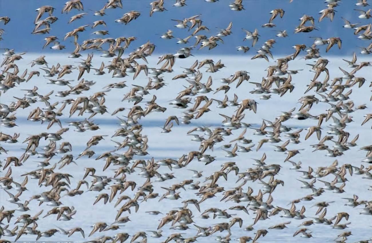 شرم الشيخ وجهة للطيور النادرة