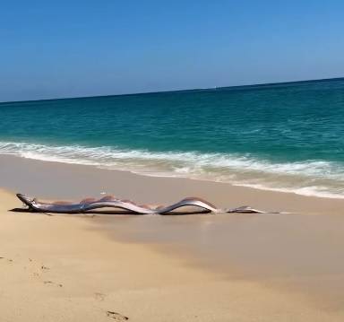 السمكة على الشاطئ