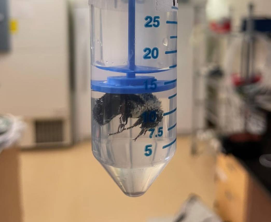 ملكات النحل الطنان تبقى تحت الماء أسبوعاً