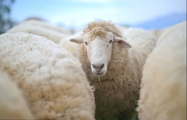 دعوة لتحديث تعريف «الصوف» في معجم أوكسفورد