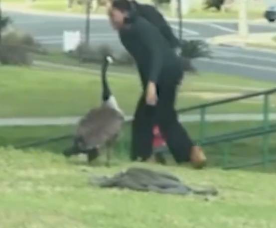 الإوزة أثناء الاعتداء على طالبة