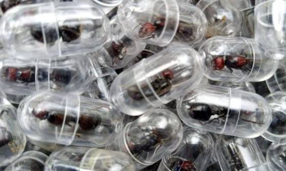 إحباط تهريب 2000 ملكة نمل في مطار كينيا