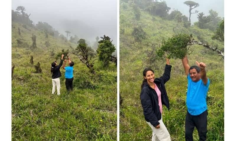 باحثان خلال اكتشاف الشجرة