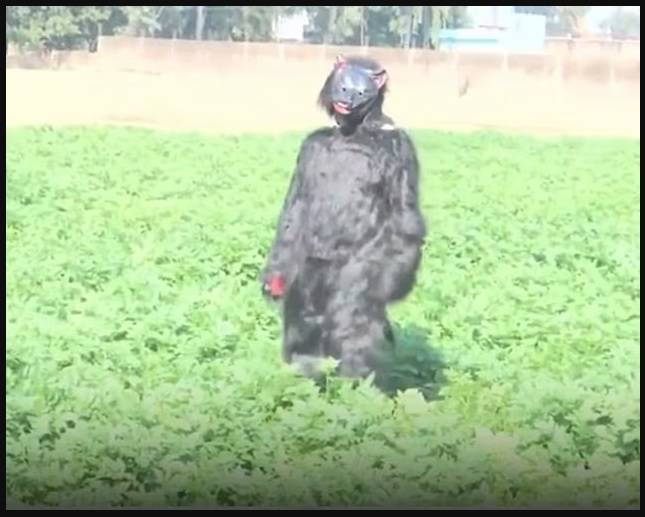 أحد المزارعين وهو يرتدي زي دب