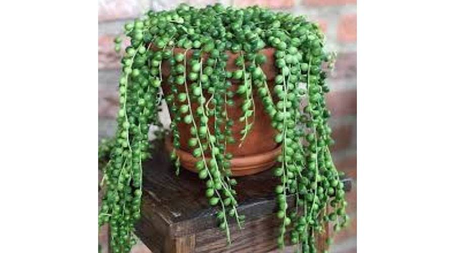 عقد اللؤلؤ.. حبات تجذب عشاق النباتات المنزلية