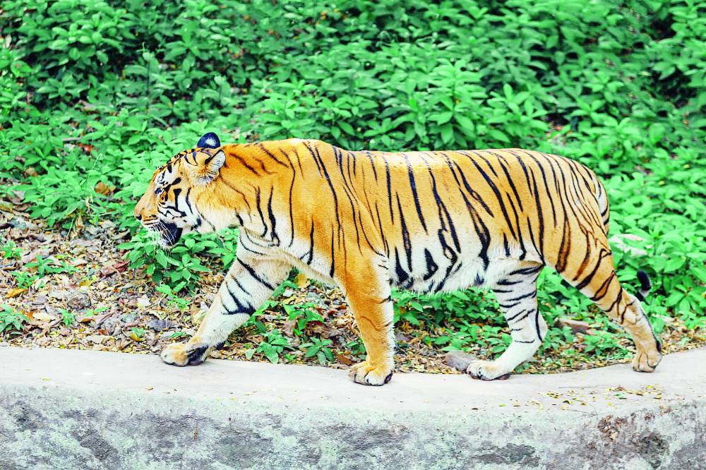 نمر يفترس قدم طفل بحديقة الزوراء ببغداد