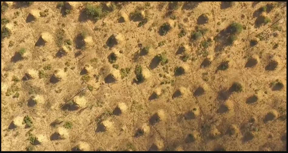  منظر علوي لتلال النمل