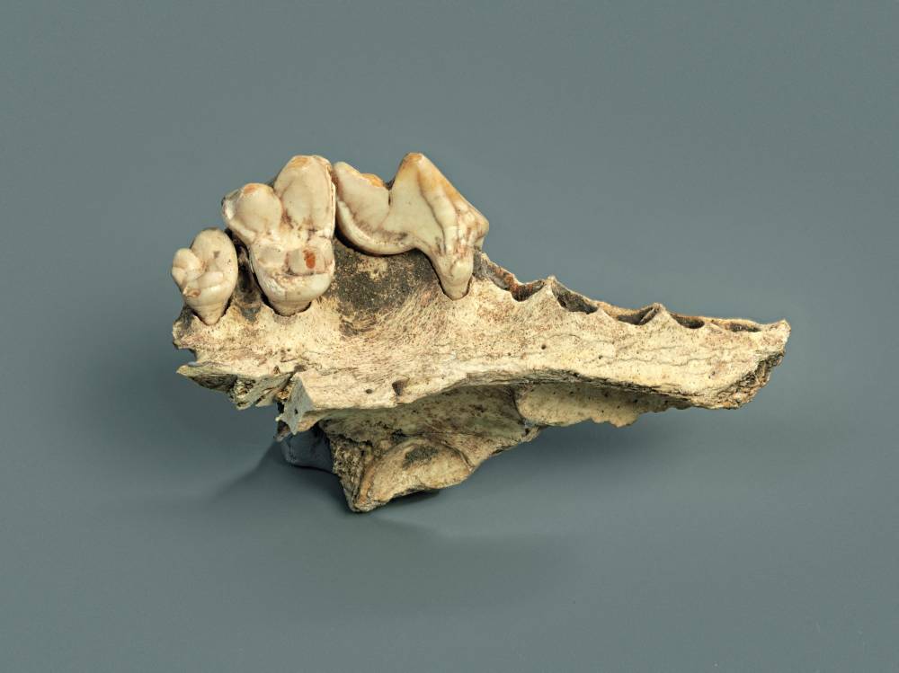  الفك العلوي لكلب منزلي من كهف كيسلرلوخ في سويسرا عمره 14 ألف عام