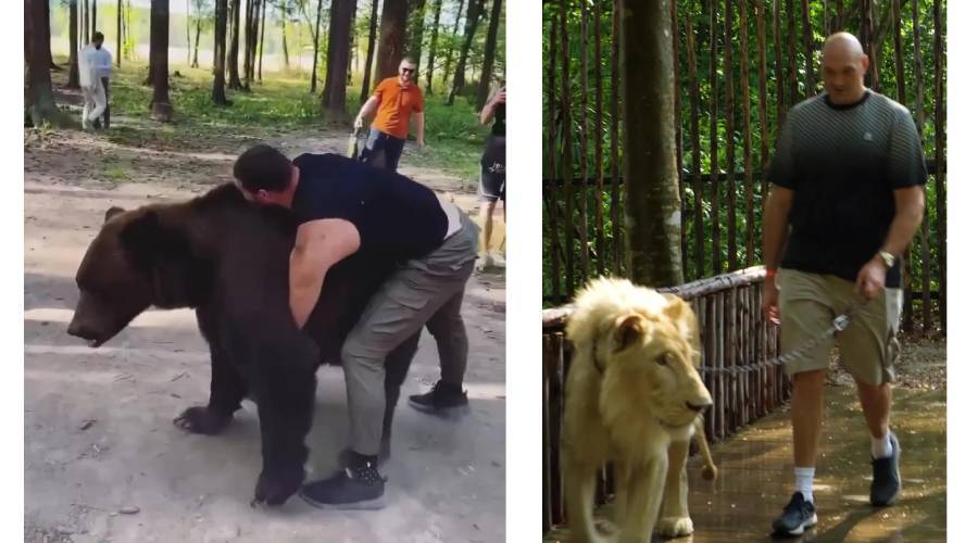 فيوري مع الأسد - أرسلان بك يتمرن مع الدببة