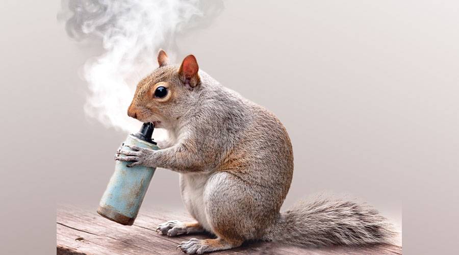 ترند «السناجب المدخنة» يخفي مأساة حقيقية