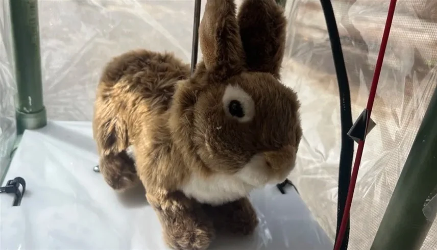 أرانب روبوتية ذكية ترصد الثعابين البورمية في مستنقعات «إيفرغليدز»