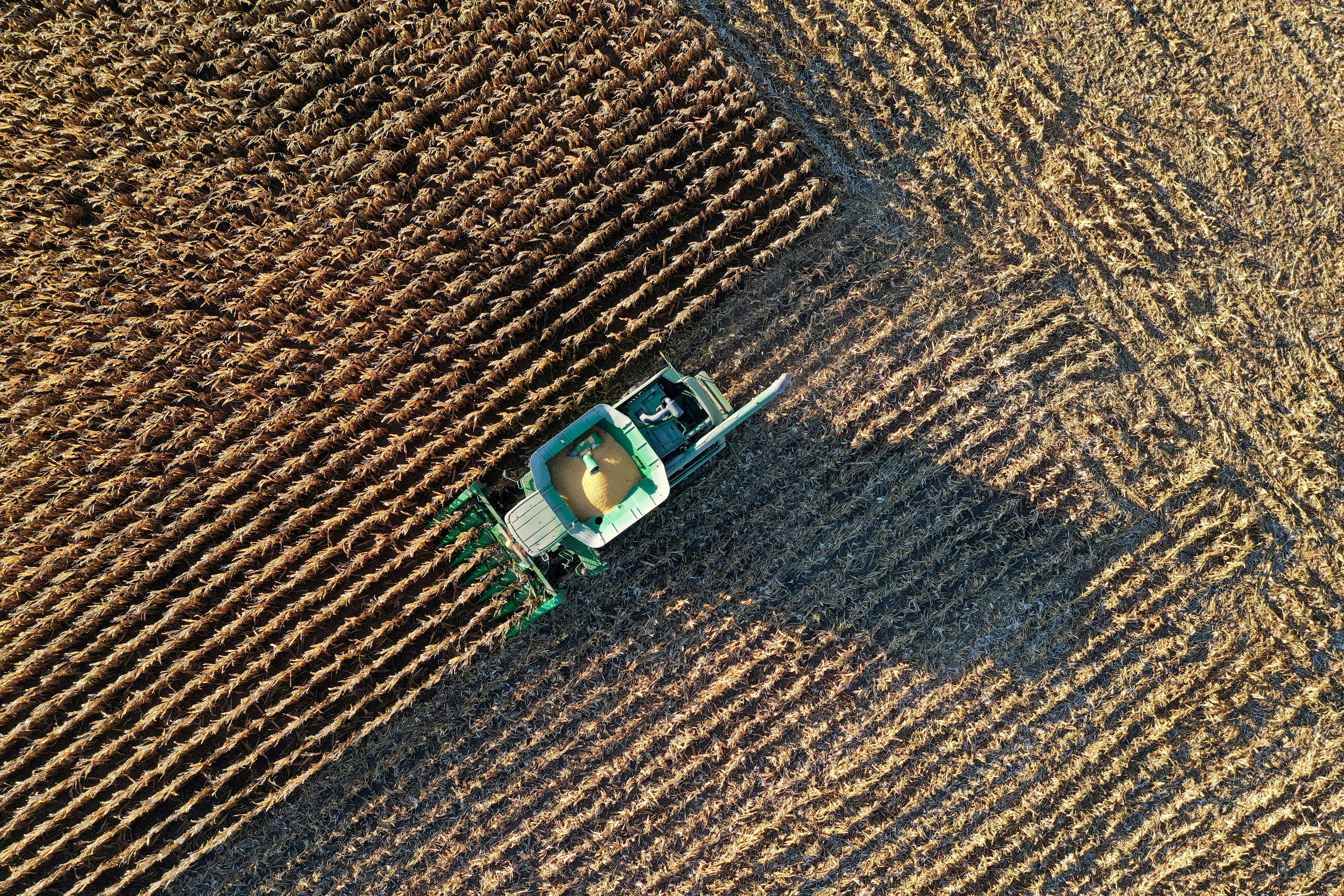 حصاد الحبوب في أمريكا