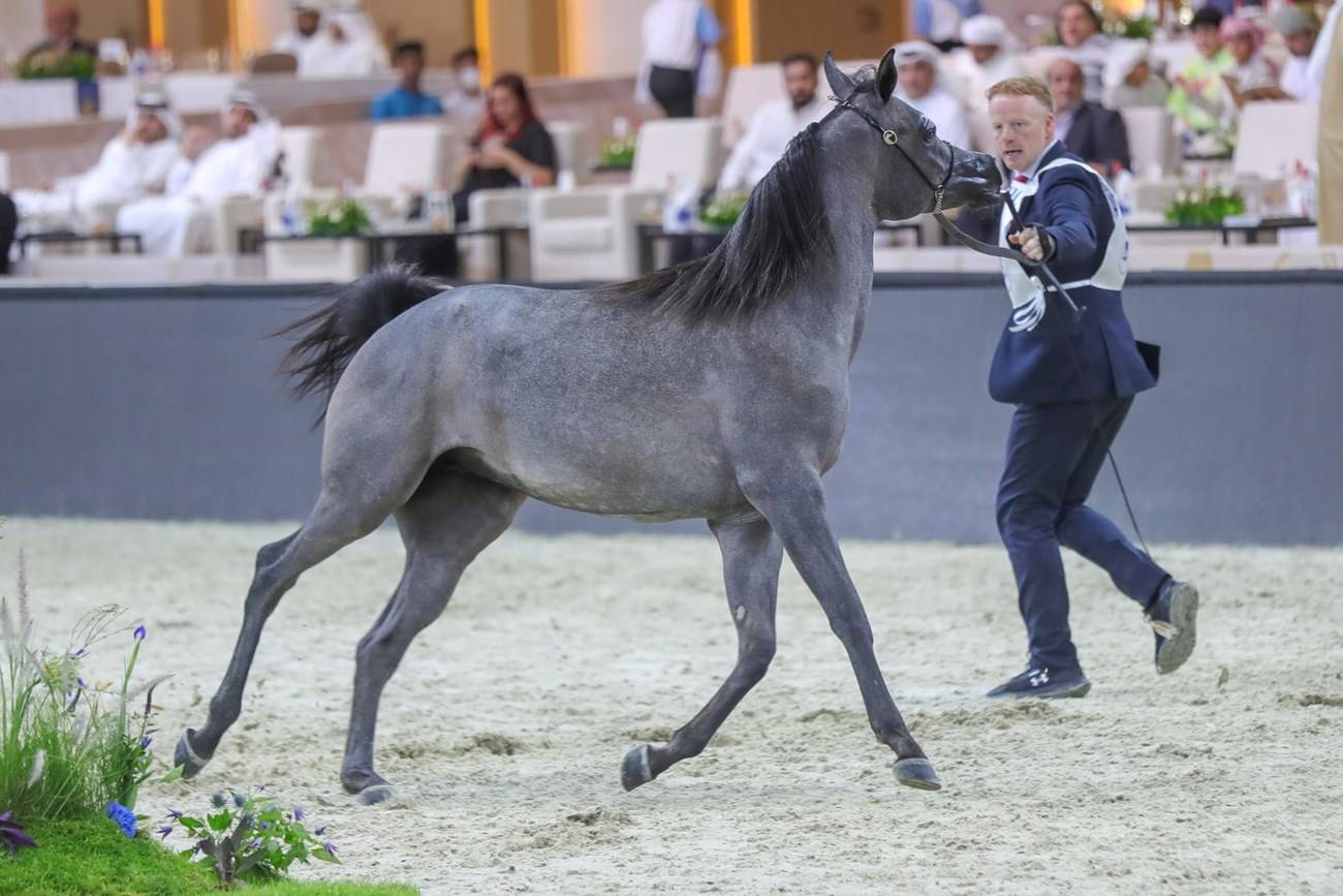 أحد الخيول تستعرض جمالها في النسخة الماضية