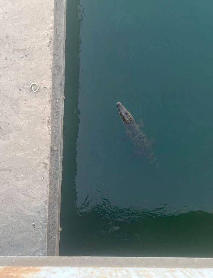 تمساح يثير الرعب بين أهالي المنوفية في مصر.. ما القصة؟